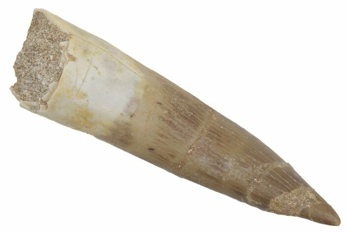 Fossil Plesiosaur (Zarafasaura) Tooth - Morocco #215836